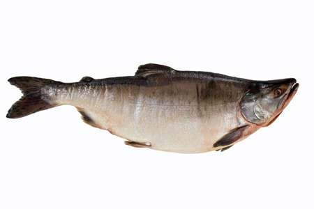 Fresh-frozen fish pink salmon. isolated on white backgroundの写真素材