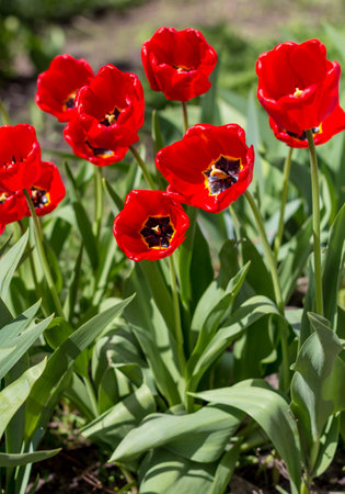 Colorful tulips blossom in springの写真素材
