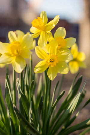 A large field of narcissus. Spring white and yellow flowers.の写真素材