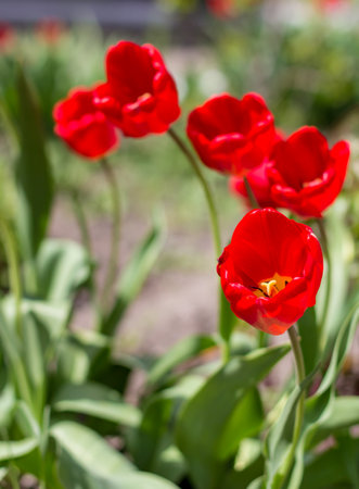 Colorful tulips blossom in springの写真素材