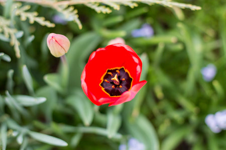Colorful tulips blossom in springの写真素材