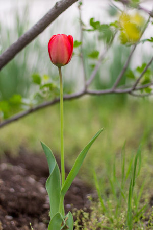 Colorful tulips blossom in springの写真素材
