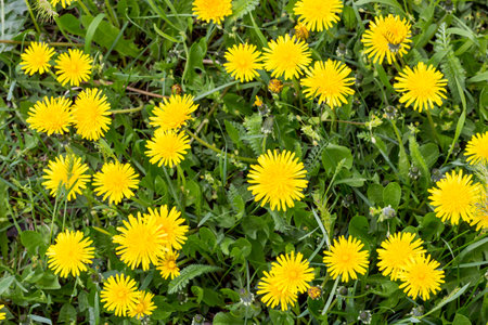 Yellow dandelions. Bright flowers dandelions on background of green spring meadows.の写真素材