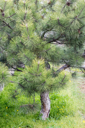 green pine branchesの写真素材