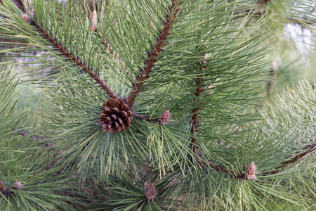 green pine branchesの写真素材