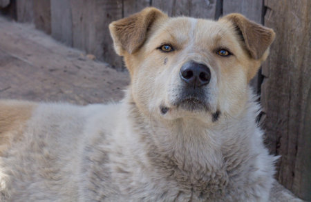 beautiful village guard dog close-upの写真素材