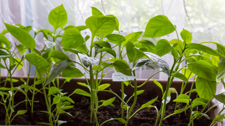 Growing seedlings of sweet pepper in cassettes with organic soilの写真素材