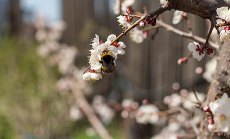 Nature in Springtime. Branch with beautiful white Spring Apricot Flowers on Tree. Nature scene with flowering apricot on blossom background. Botanical bloom concept. blooming backdropの写真素材