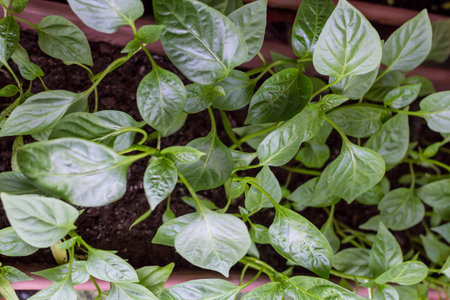 Growing seedlings of sweet pepper in cassettes with organic soilの写真素材