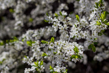 beautiful tree blossom sakura in spring, closeupの写真素材