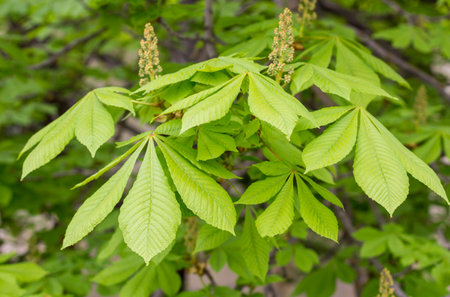 Horse-chestnuts on conker tree branch - Aesculus hippocastanum fruits in autumn.の写真素材