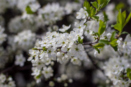 beautiful tree blossom sakura in spring, closeupの写真素材