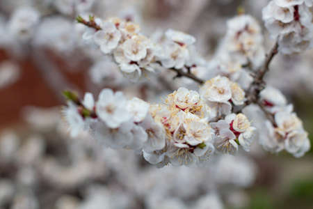 Apricot tree flower, beautiful bokeh for designの写真素材