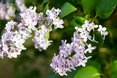 blooming lilac with green leaves in spring garden
