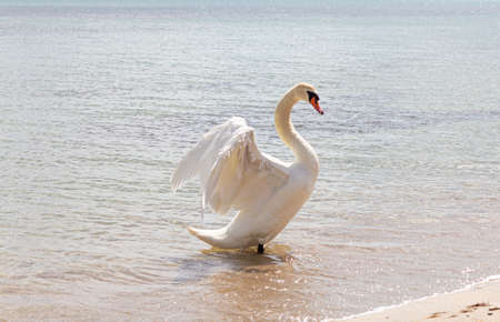 White swan in high key..の写真素材