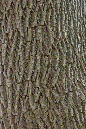 Relief texture of the bark. Panoramic texture photo. for design
