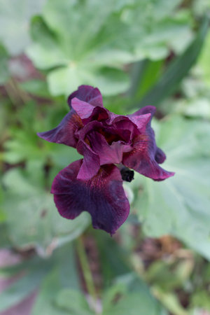 burgundy iris, beautiful background