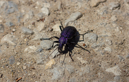 Carabus scabrosus caucasicus, common name huge violet ground beetleの写真素材