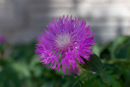 Close-up of a beautiful lilac cornflower in the sun, beautiful background for designの写真素材