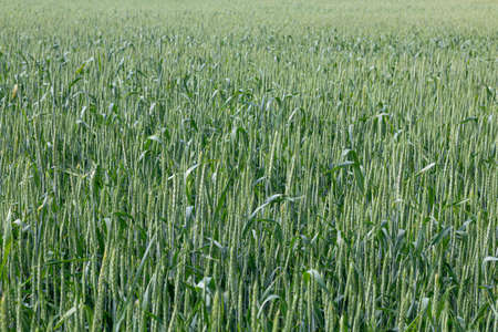 Green ears of wheat in the field, useful natural agricultureの写真素材