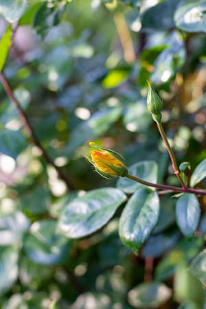 Yellow rose flower start blooming in the rose garden. beautiful background designの写真素材