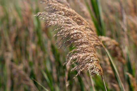 Common reed, Dry reeds, blue sky, (Phragmites australis)の写真素材