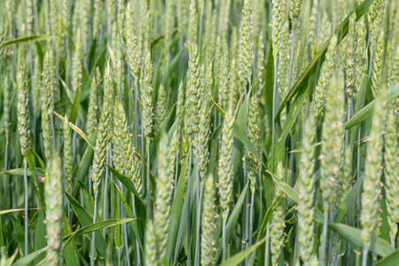 Green ears of wheat in the field, useful natural agricultureの写真素材