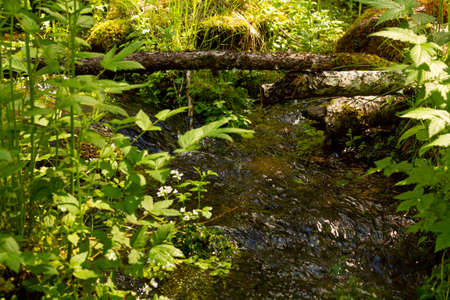 forest spring of clean delicious and healthy waterの写真素材