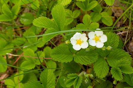 Fragaria vesca. Strawberries. Beautiful herbal abstract background of nature. Flowers strawberriesの写真素材