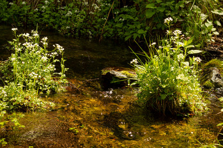forest spring of clean delicious and healthy waterの写真素材
