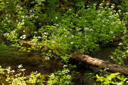 forest spring of clean delicious and healthy waterの写真素材