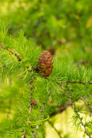 beautiful little cones on a larch branchの写真素材