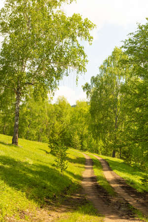 Green forest with a road going into the distance. Photo for backgrounds, templates, pictures.の写真素材