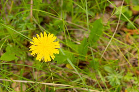 Yellow dandelions on a sunny spring day. season. backgroundの写真素材