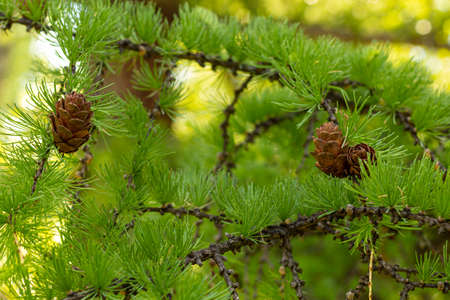 beautiful little cones on a larch branchの写真素材