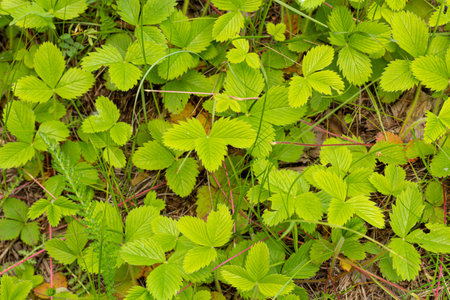 Fragaria vesca. Strawberries. Beautiful herbal abstract background of nature.の写真素材