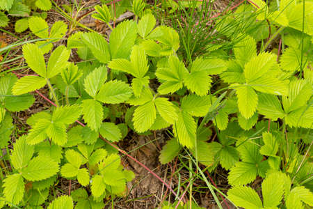 Fragaria vesca. Strawberries. Beautiful herbal abstract background of nature.の写真素材
