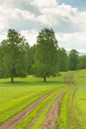 Green forest with a road going into the distance. Photo for backgrounds, templates, pictures.の写真素材