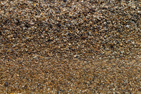 sea stone texture with many seashells. beautiful textured background. image design