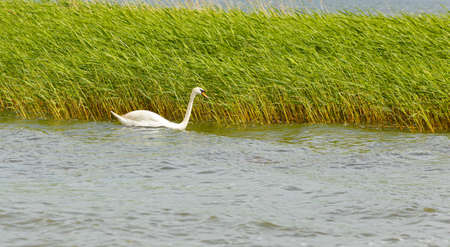 A graceful white swan swims in the lake against the background of green reedsの写真素材