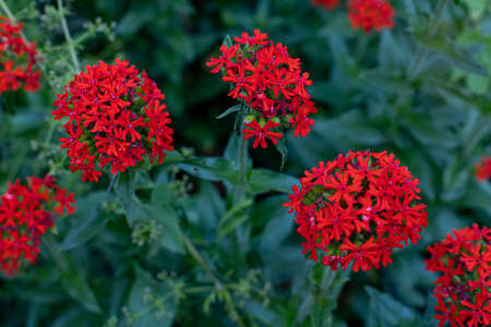Lychnis Chalcedonica in the garden, a beautiful red flowerの写真素材