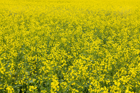 Panorama of rapeseed fields in the countryside . Blooming yellow flower meadows. Rapeseed harvest.