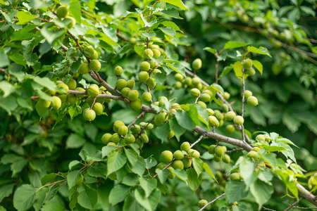 An unripe green apricot on a tree against a background of delicate green leaves with a blurred background. a natural product for healthy nutritionの写真素材