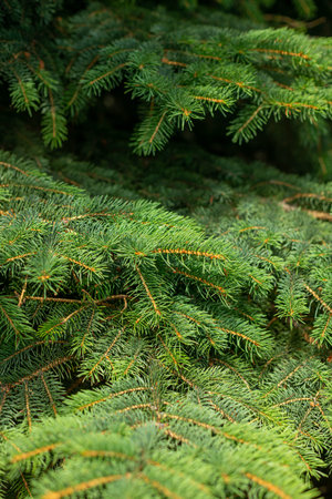 Background of branches of a Christmas tree. New Year, Christmas mood of the advent of the holiday