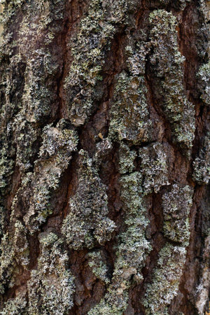 Close-up of tree bark. An old tree. years ago. carbon sink. close-up.macro photography. multipurpose...