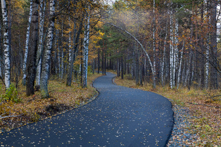 Wet asphalt road leading through autumn forest in vibrant colors on a rainy day. Moist paved road in...