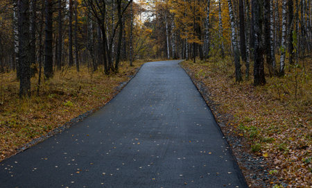 Wet asphalt road leading through autumn forest in vibrant colors on a rainy day. Moist paved road in...
