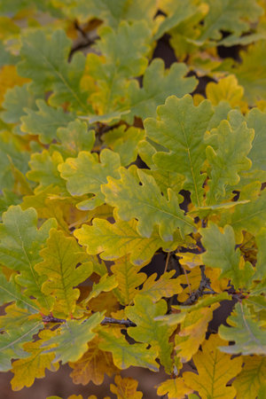 Green-yellow oak leaves on a branch in the sunlight.background