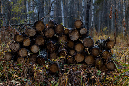 Natural wooden background - closeup of chopped firewood. Firewood stacked and prepared for winter.の写真素材