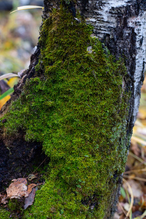 The trunk of a tree, overgrown with green mouse-like on the north side, against the backgroundの写真素材